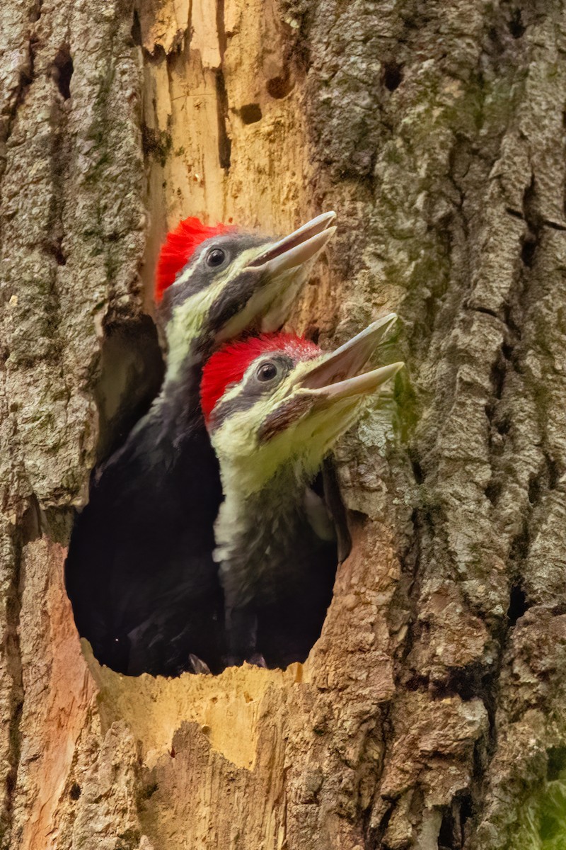 Pileated Woodpecker - ML620035892