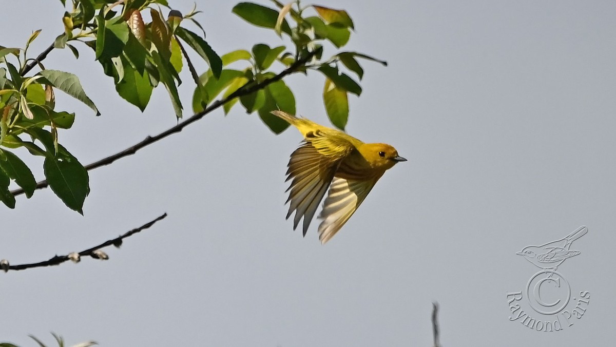 Yellow Warbler - ML620035906
