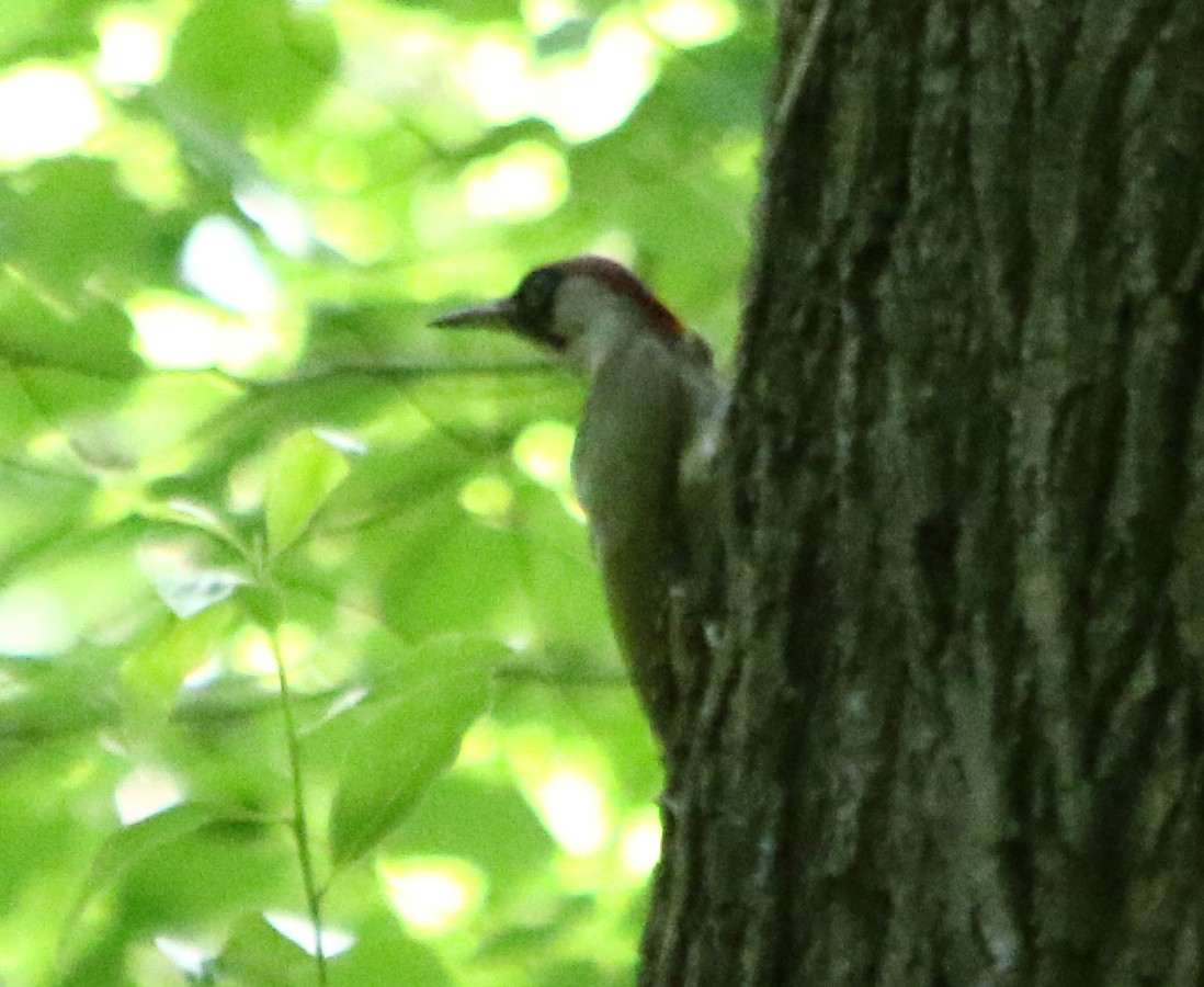 Eurasian Green Woodpecker - ML620035924