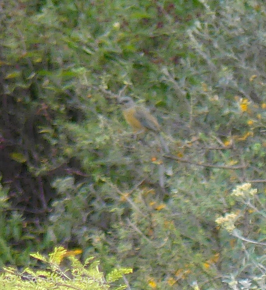Пестрогорлая гевара - ML620035930