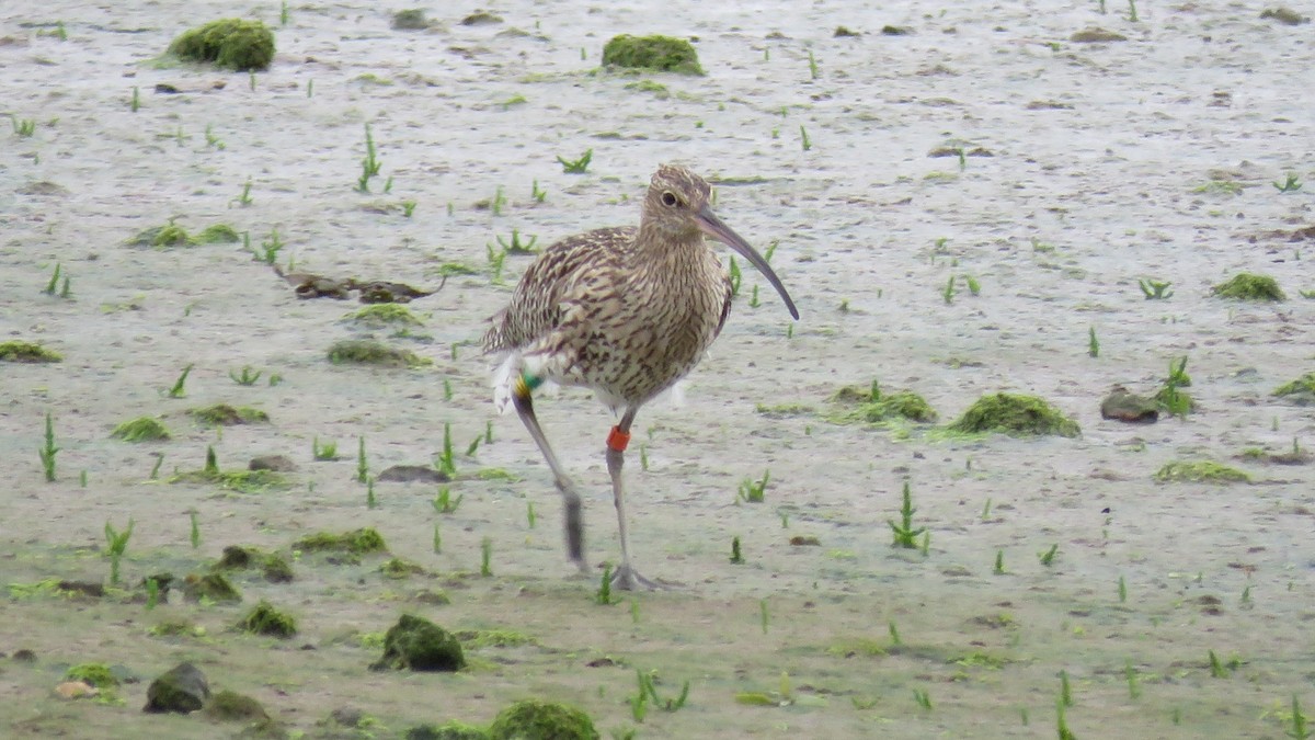 Eurasian Curlew - ML620035938