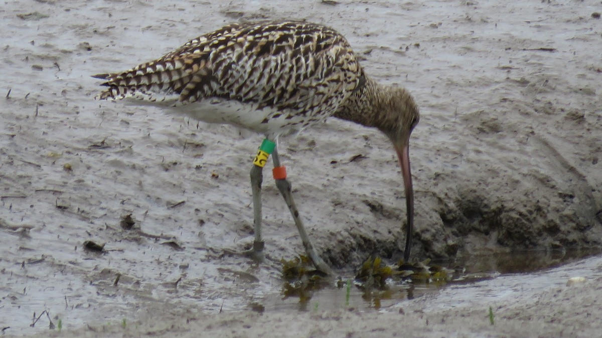 Eurasian Curlew - ML620035941