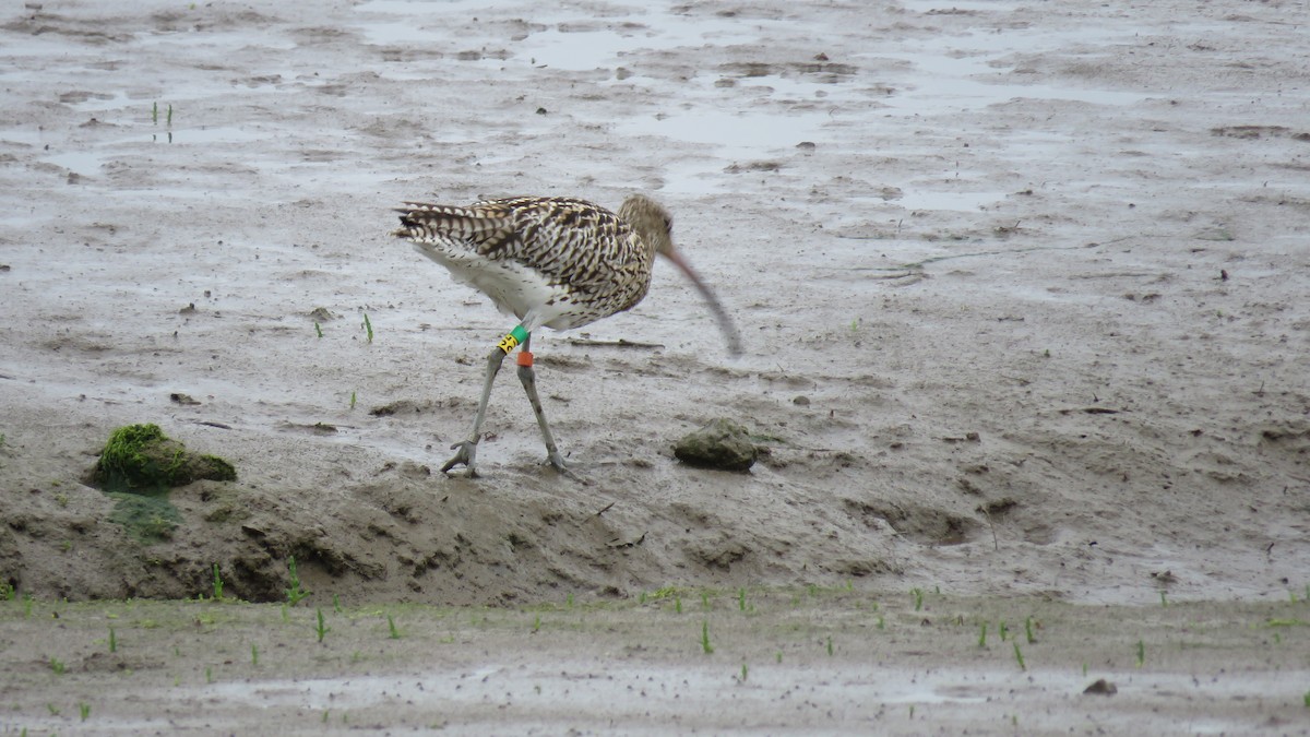 Eurasian Curlew - Ian Jones