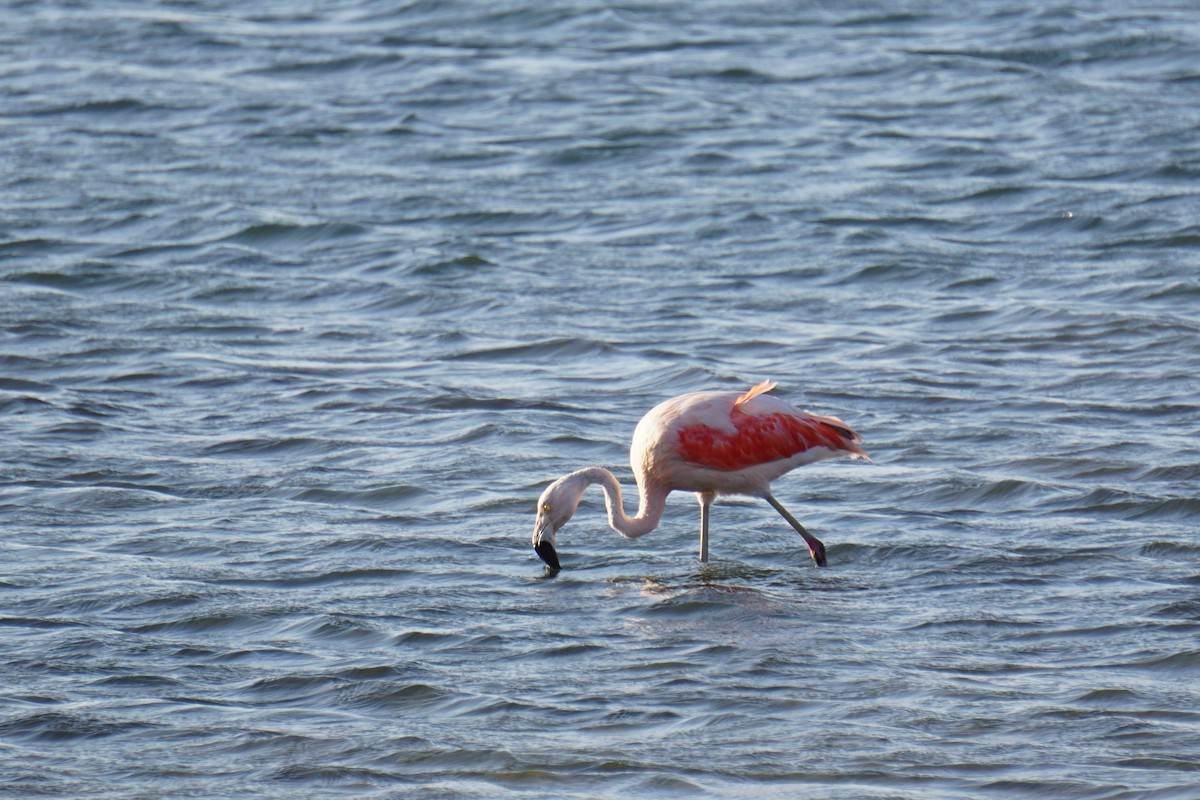 Şili Flamingosu - ML620035975