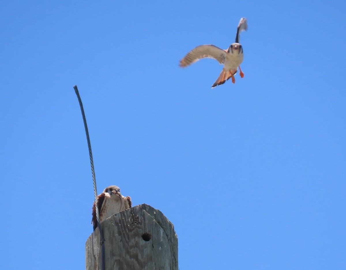 American Kestrel (Southeastern) - ML620035983