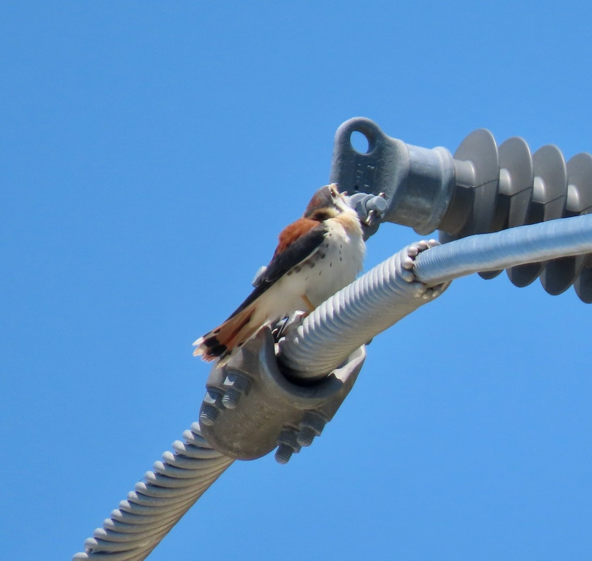 American Kestrel (Southeastern) - ML620035984