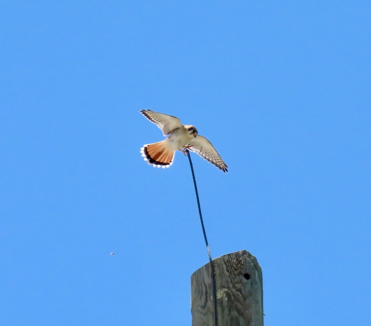 American Kestrel (Southeastern) - ML620035986