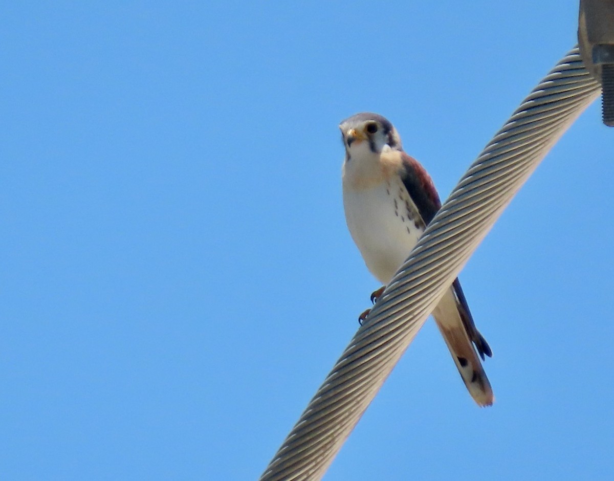 American Kestrel (Southeastern) - ML620035987