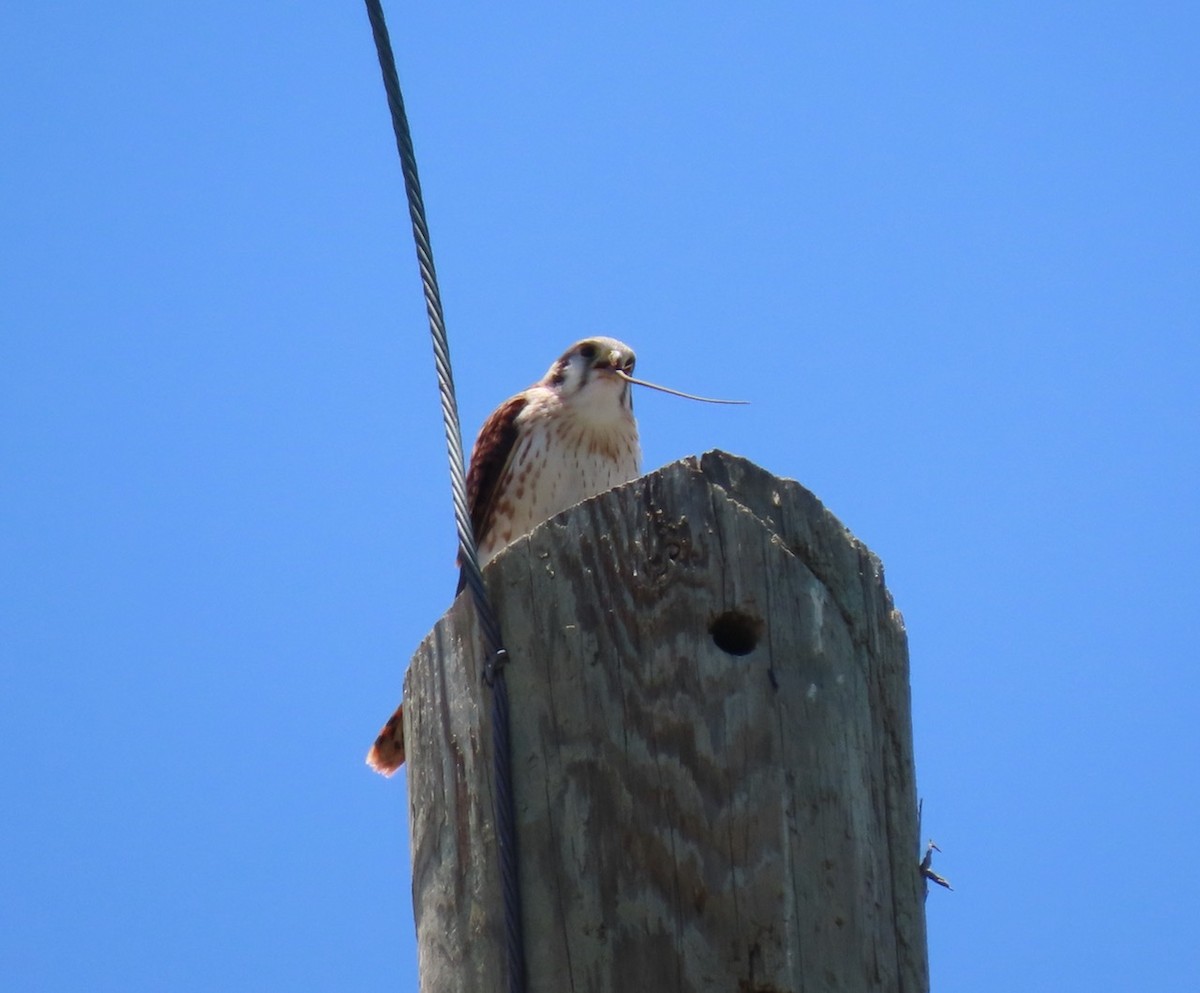 American Kestrel (Southeastern) - ML620035988