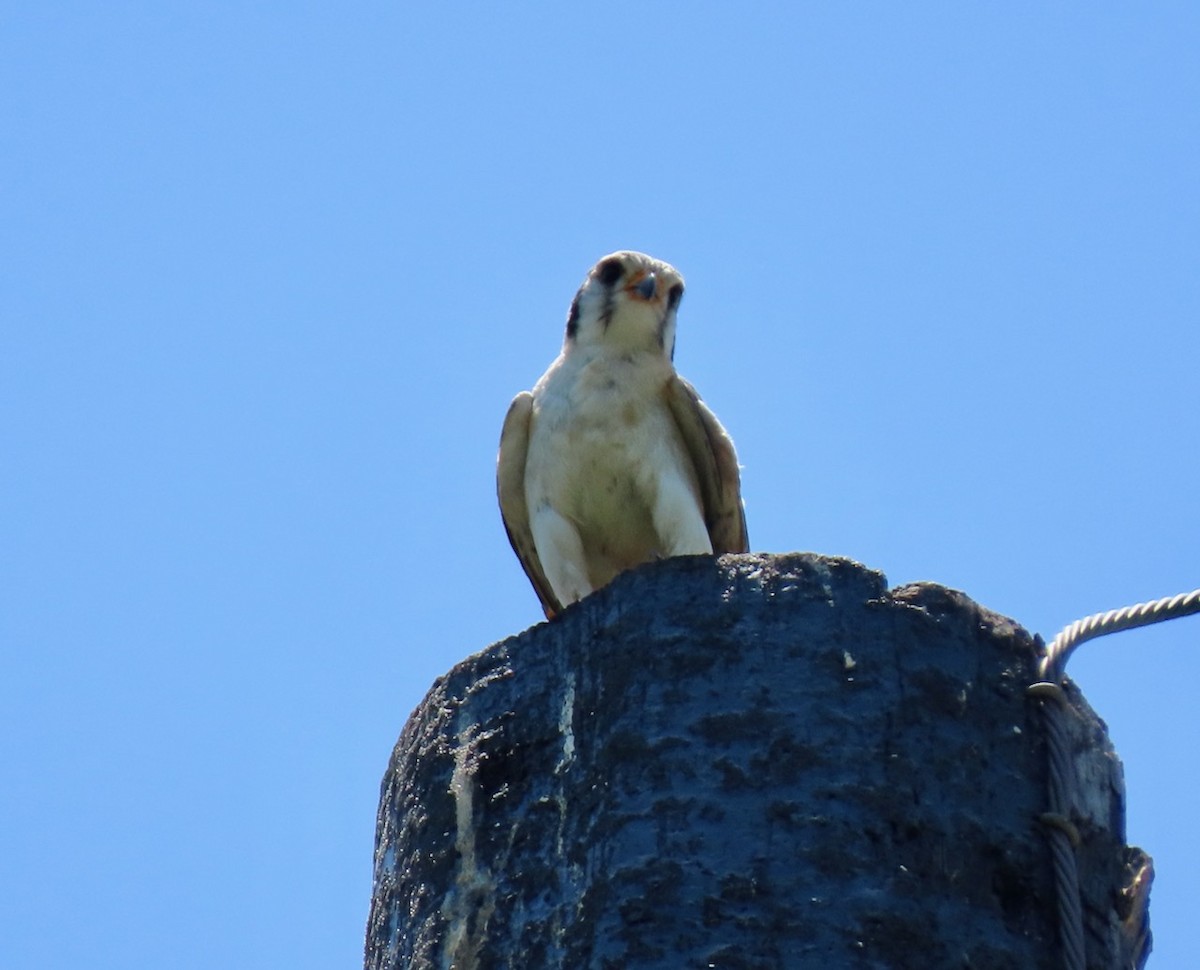 poštolka pestrá (ssp. paulus) - ML620035989