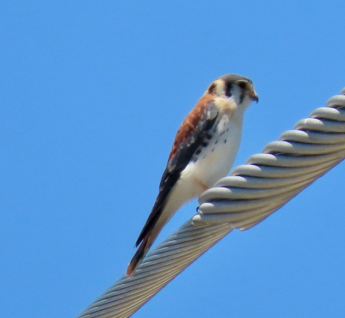 American Kestrel (Southeastern) - ML620035992