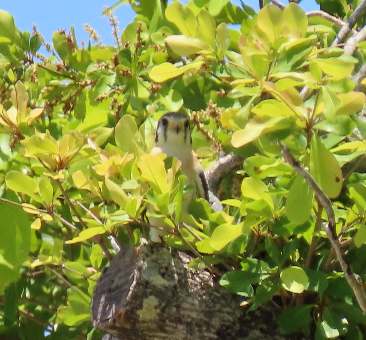 American Kestrel (Southeastern) - ML620035994