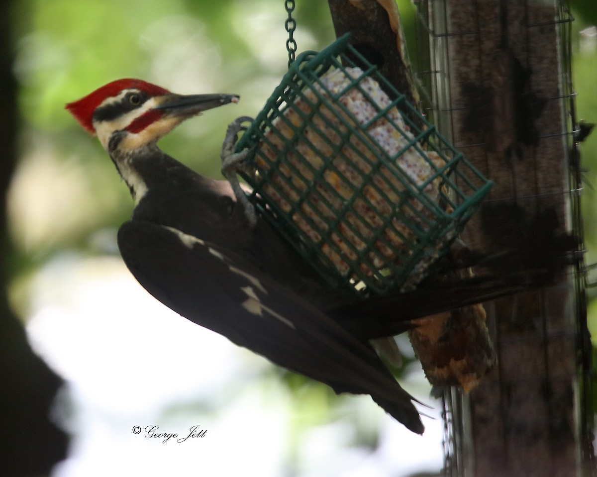 Pileated Woodpecker - ML620035999