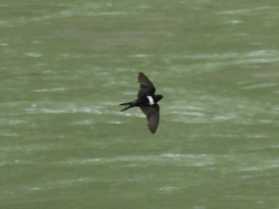 White-banded Swallow - ML620036009