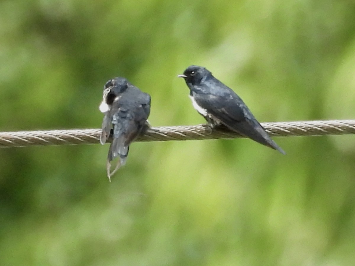 White-banded Swallow - ML620036010