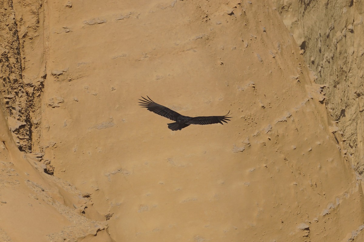 Turkey Vulture - ML620036011