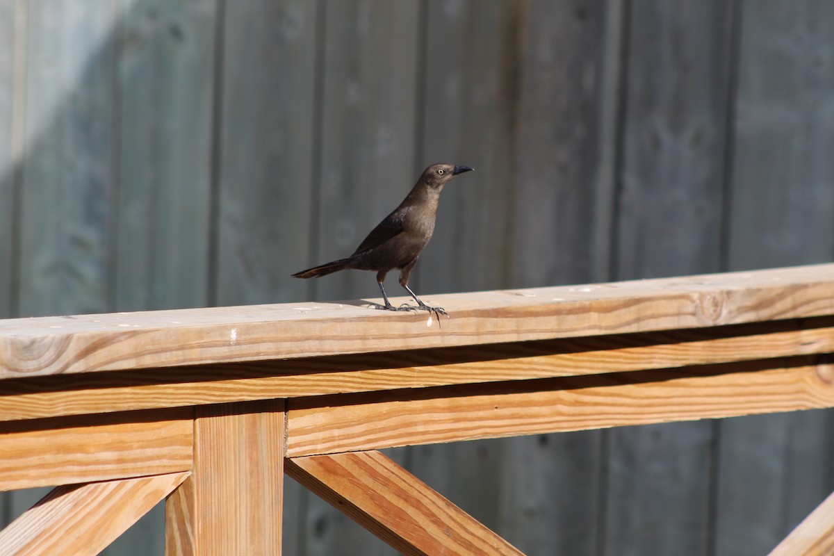 Carib Grackle - ML620036014