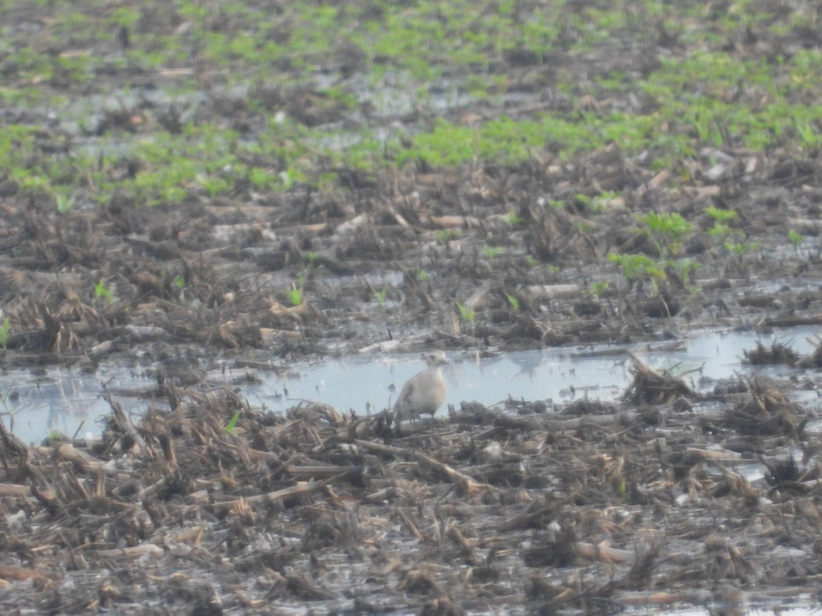 American Golden-Plover - ML620036023