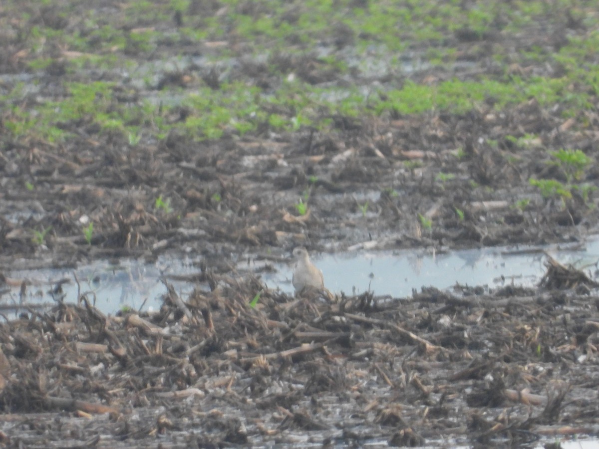 American Golden-Plover - ML620036024