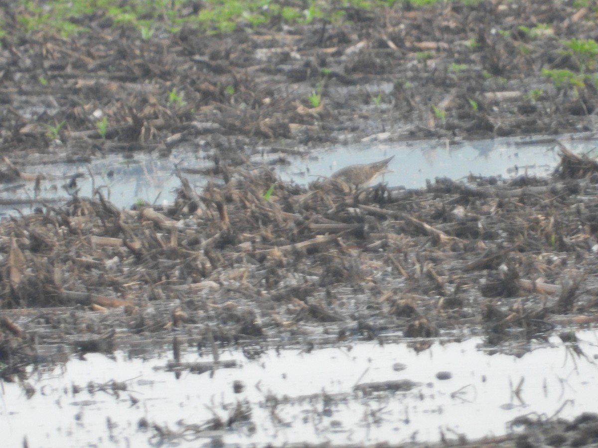 American Golden-Plover - ML620036025