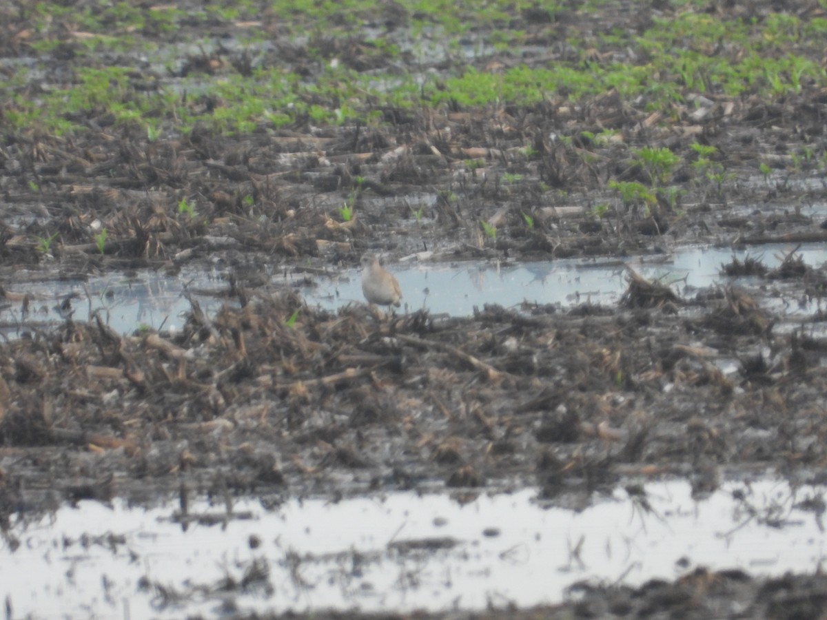 American Golden-Plover - ML620036026