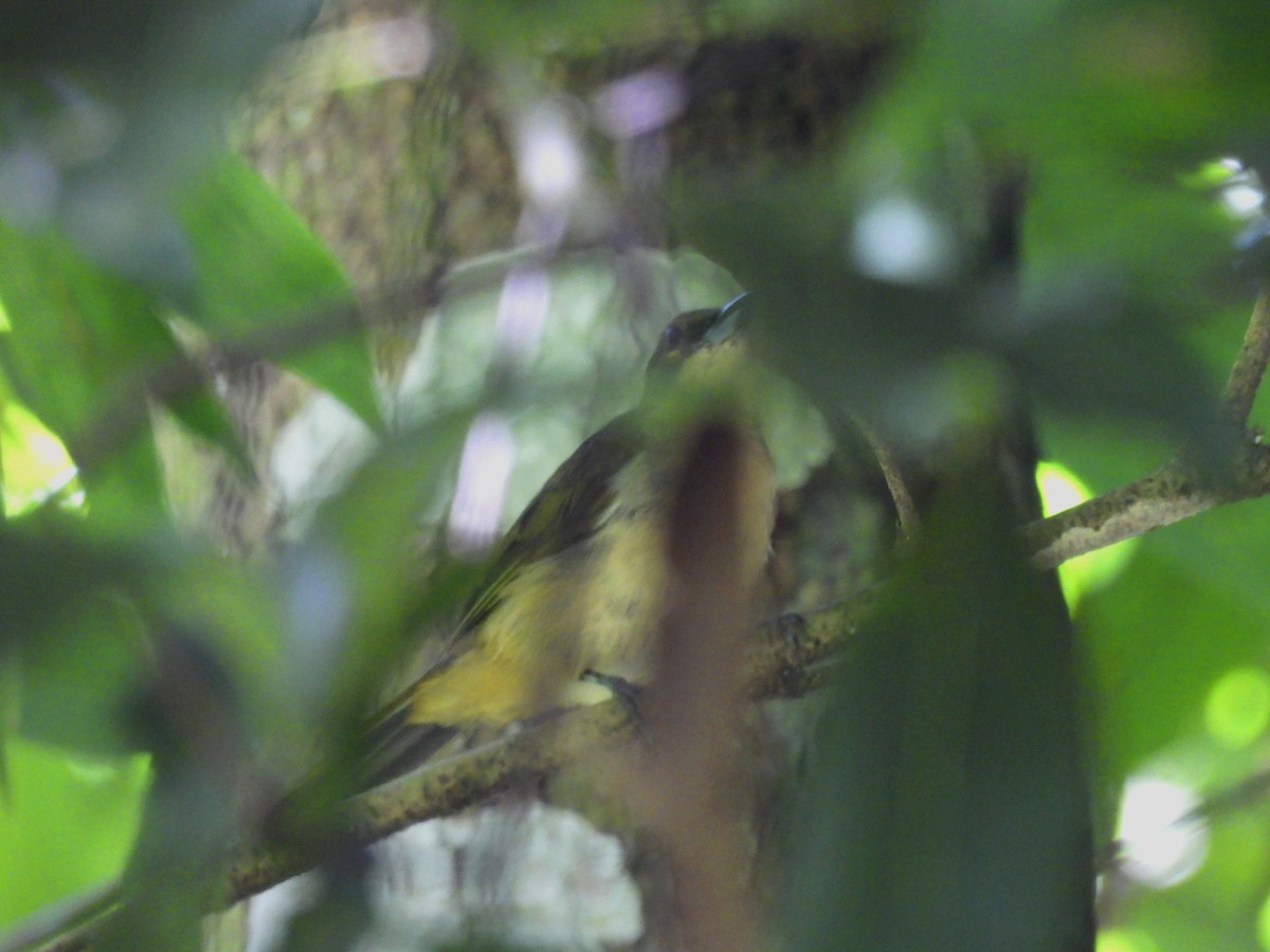 Fulvous-crested Tanager - ML620036029