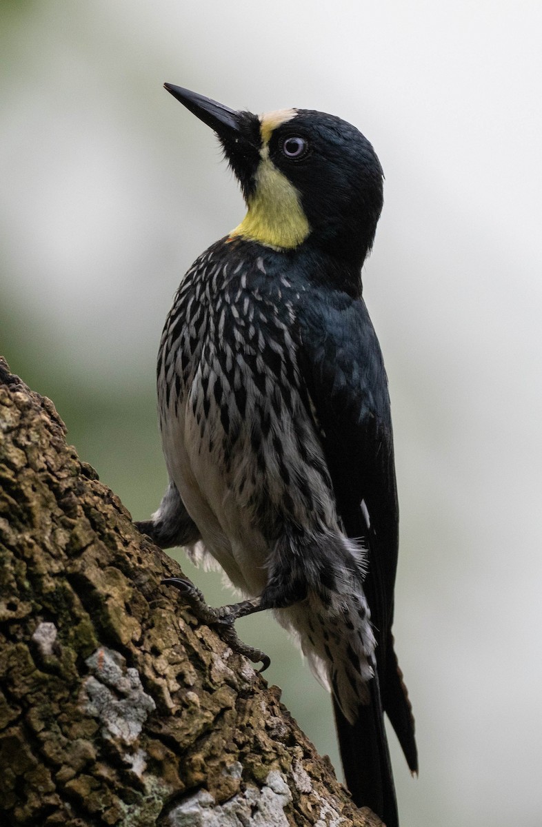 Acorn Woodpecker - ML620036031