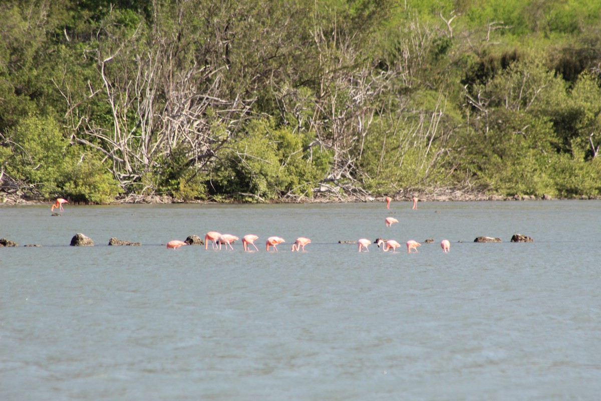 American Flamingo - ML620036033
