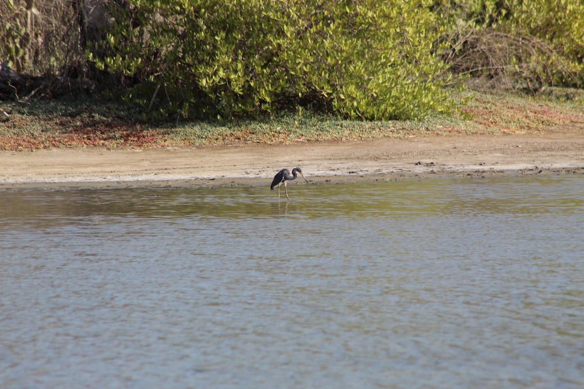 Tricolored Heron - ML620036038