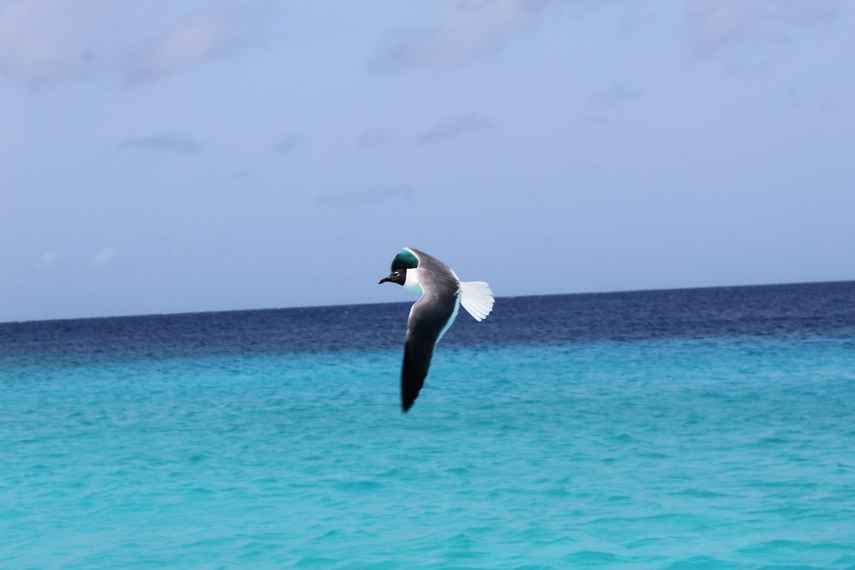 Laughing Gull - ML620036058