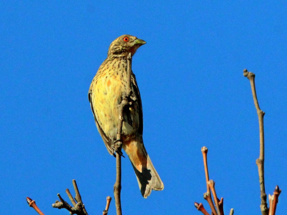 Rufous-tailed Plantcutter - Evair Legal