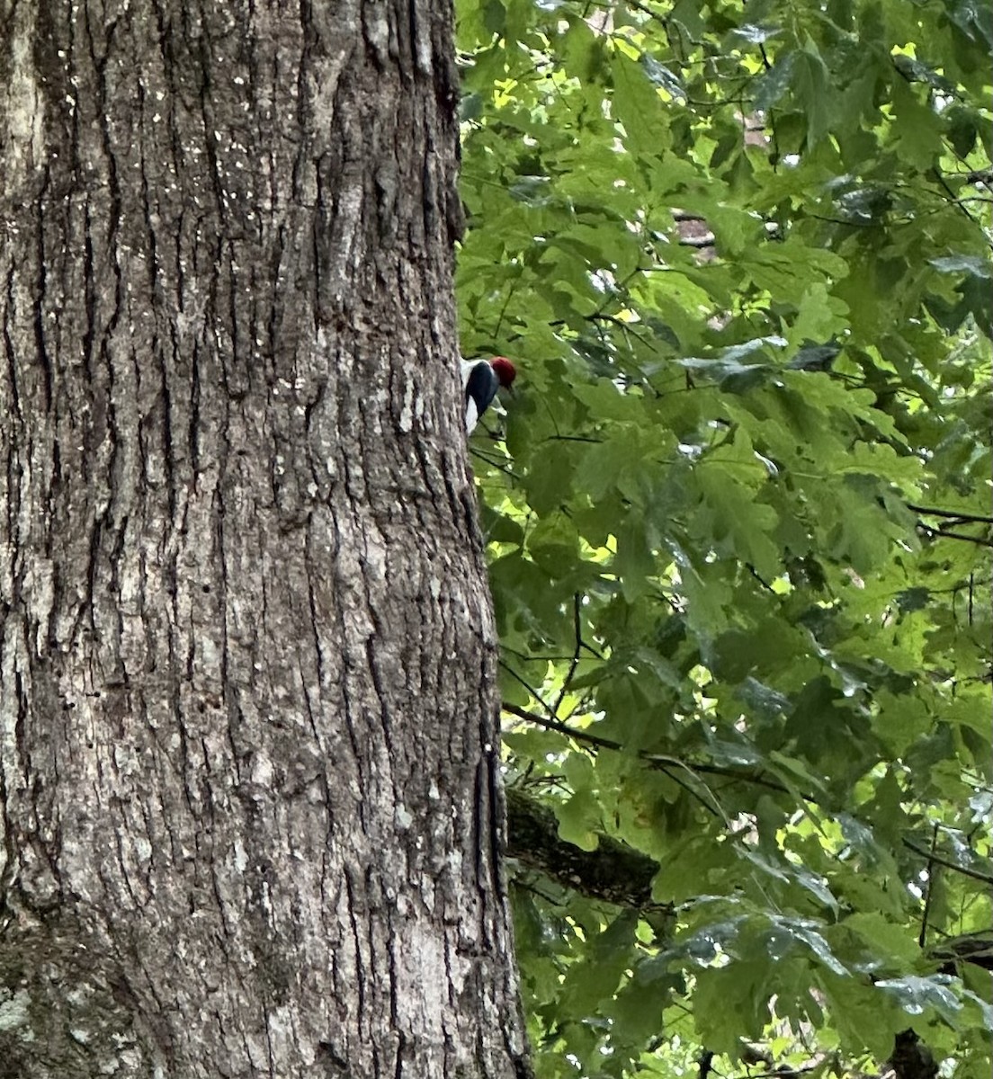 Red-headed Woodpecker - ML620036073