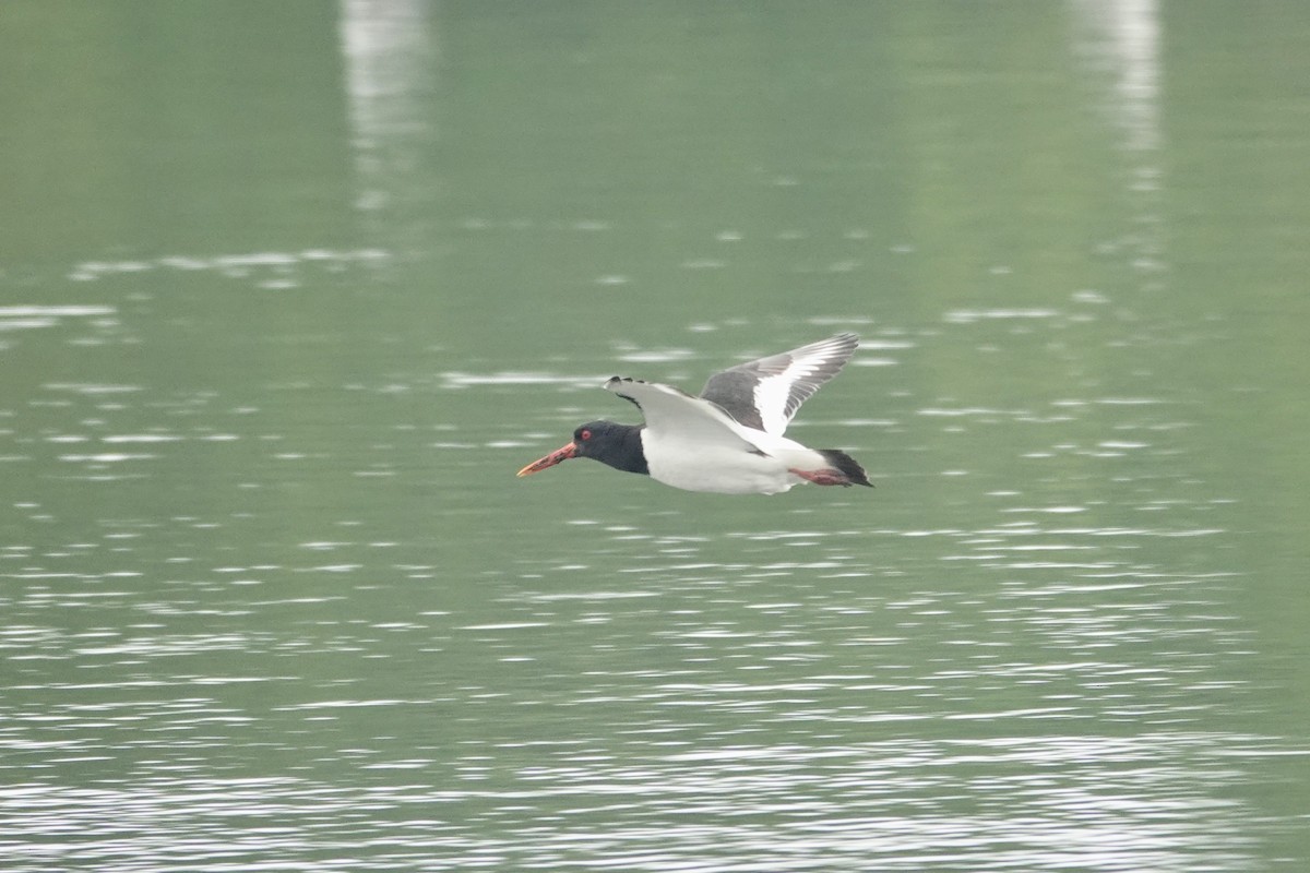 Eurasian Oystercatcher - ML620036088