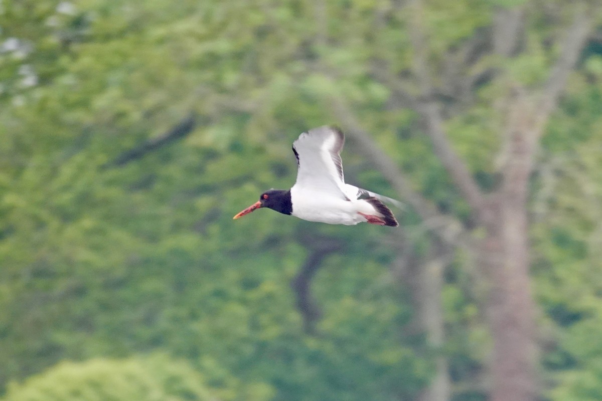 Eurasian Oystercatcher - ML620036089