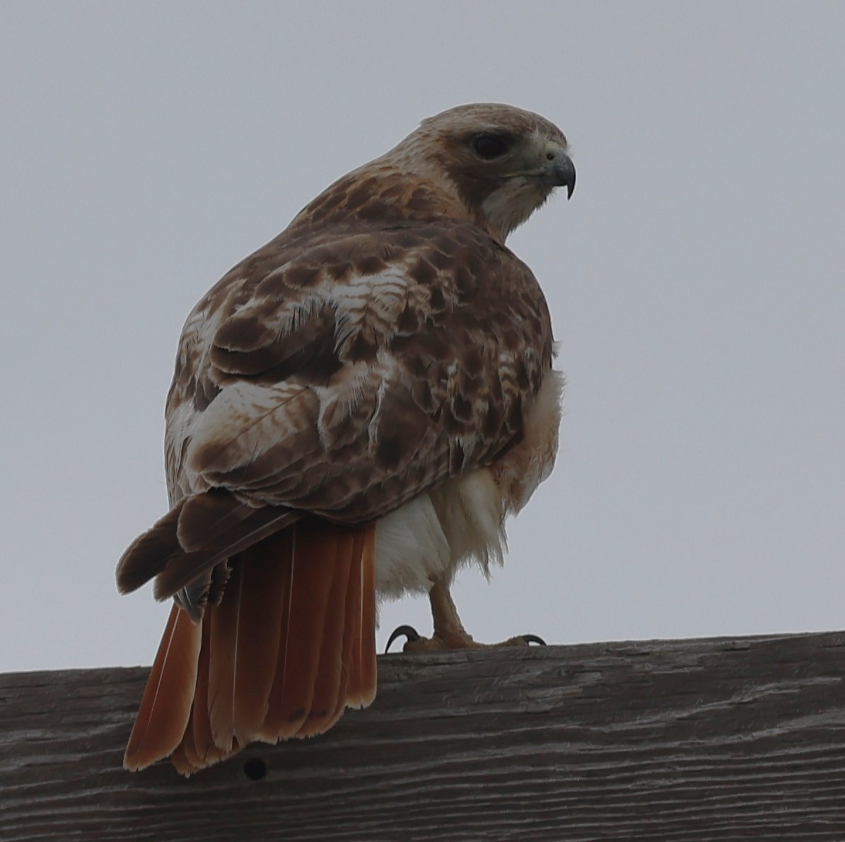Red-tailed Hawk - ML620036092