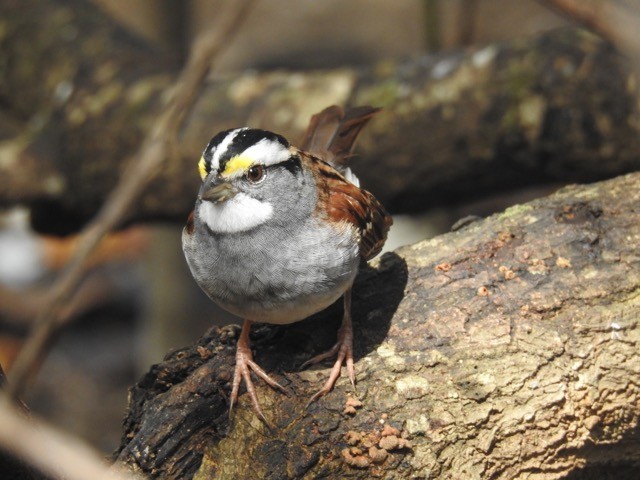 White-throated Sparrow - ML620036095