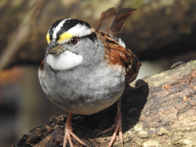 White-throated Sparrow - ML620036096