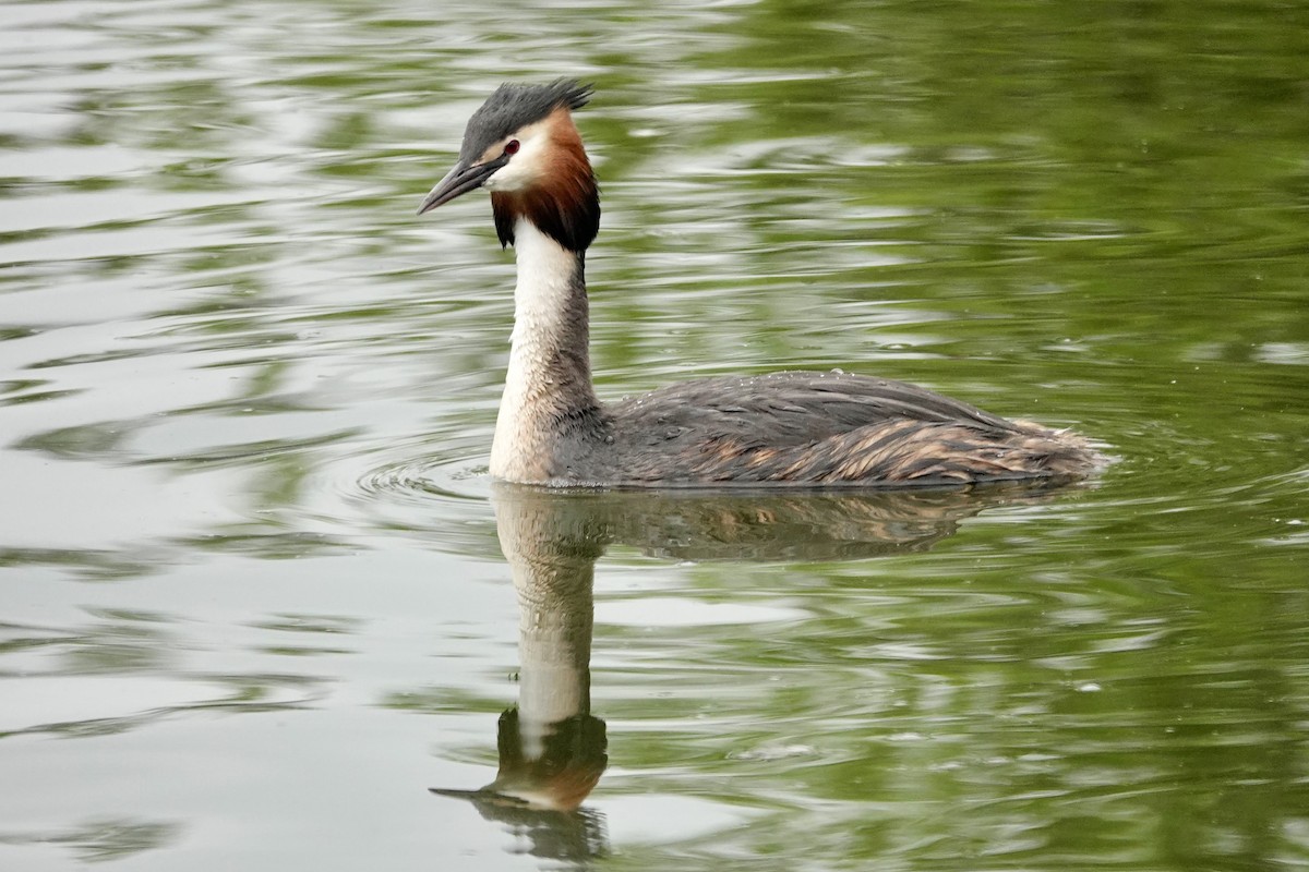Great Crested Grebe - ML620036097