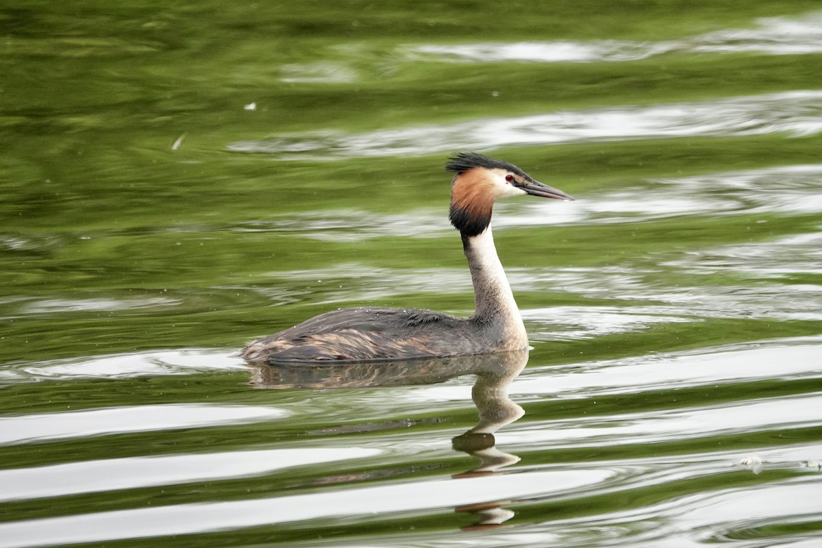 Great Crested Grebe - ML620036098