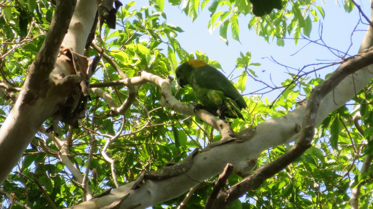 Yellow-naped Parrot - ML620036150