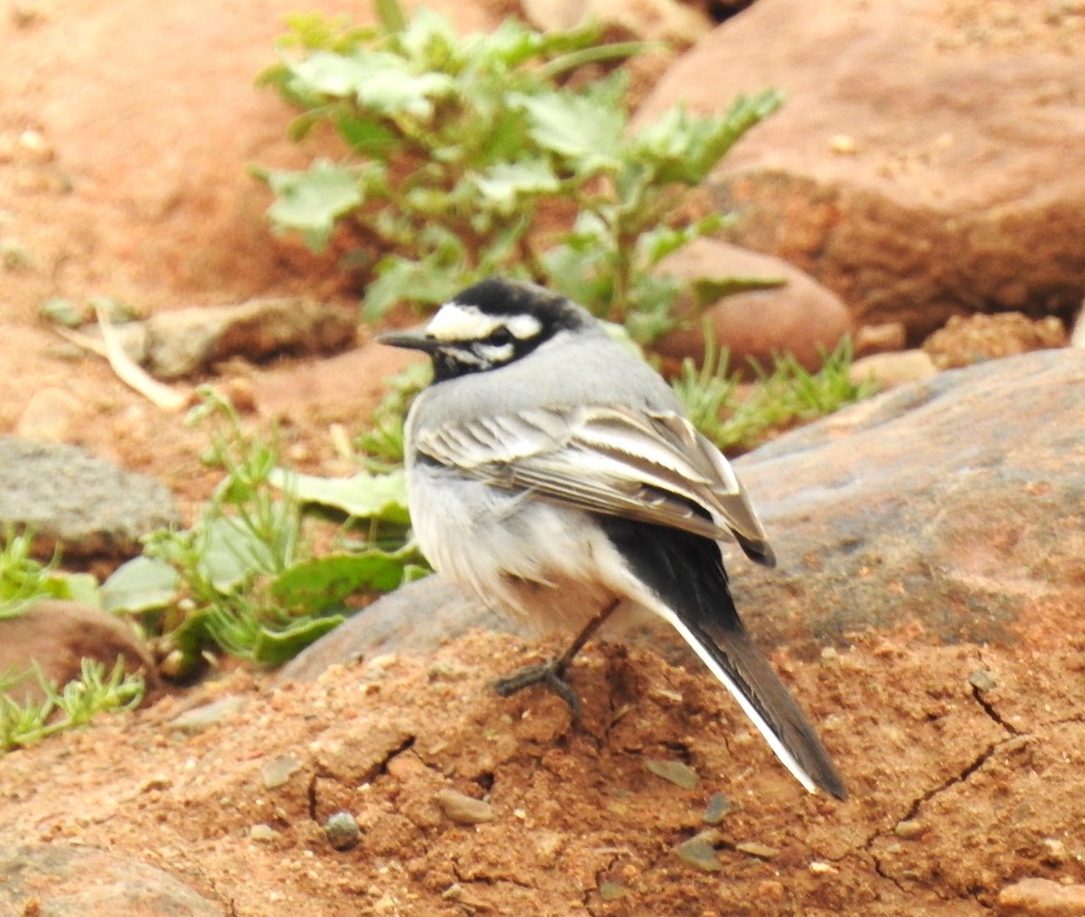White Wagtail (Moroccan) - ML620036171