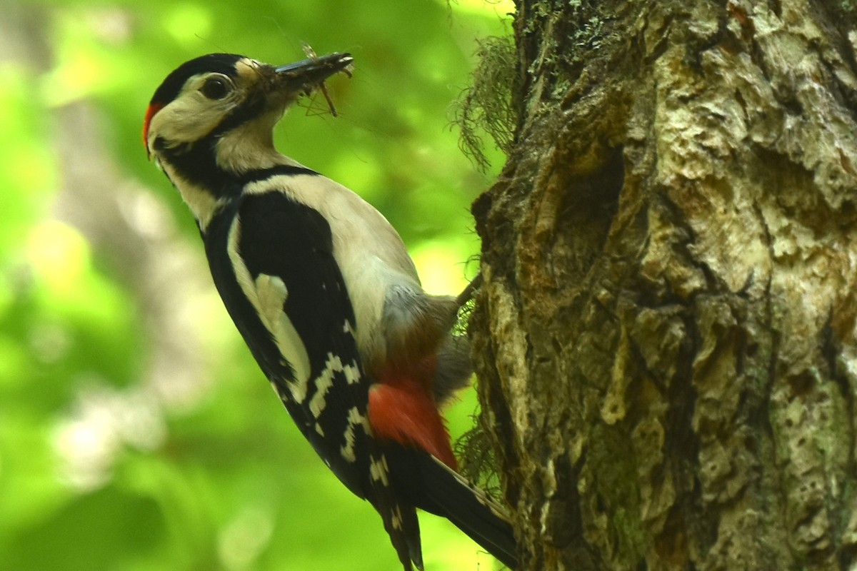 Great Spotted Woodpecker - ML620036176
