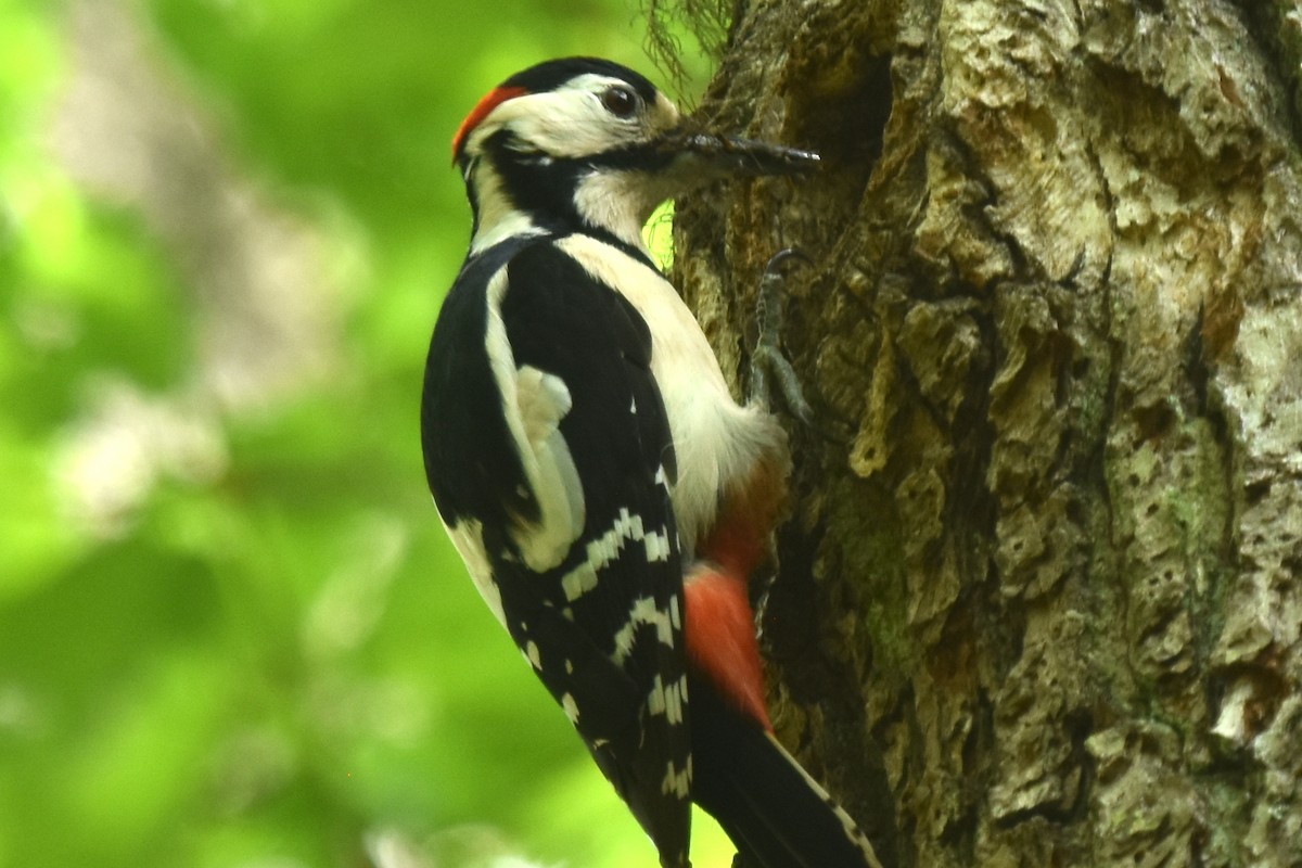 Great Spotted Woodpecker - ML620036177