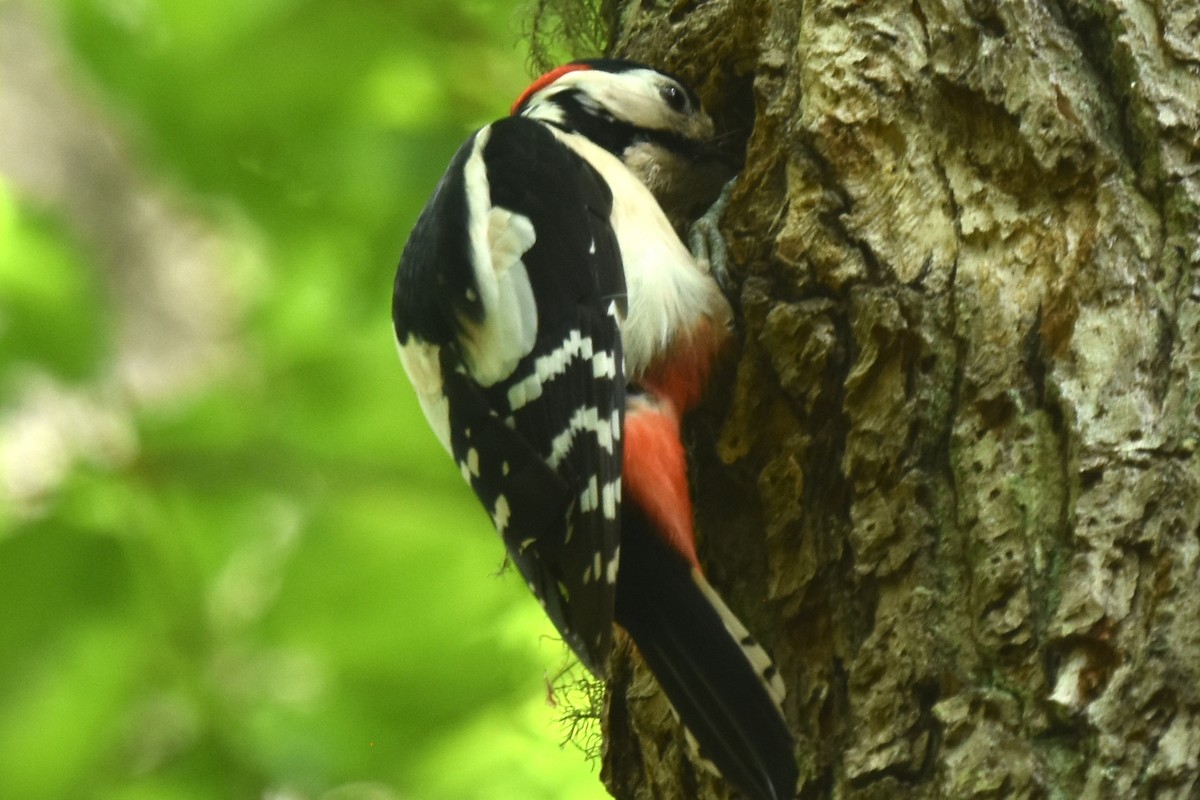 Great Spotted Woodpecker - ML620036180