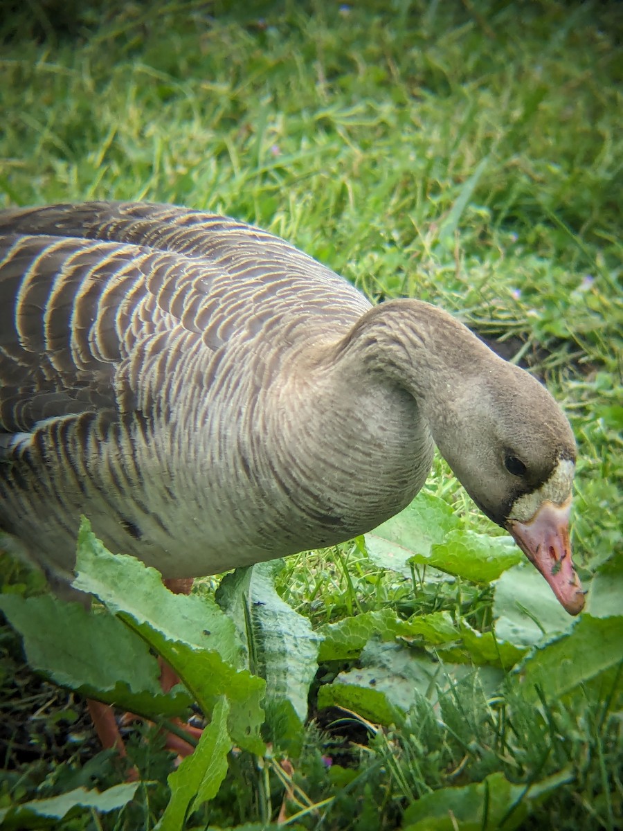 Greater White-fronted Goose - Brandon Osterlund