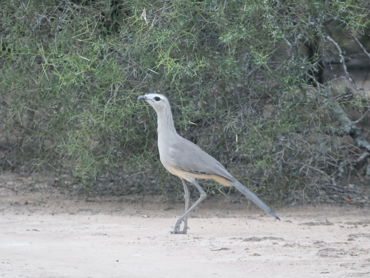 Chuña Patinegra - ML620036207