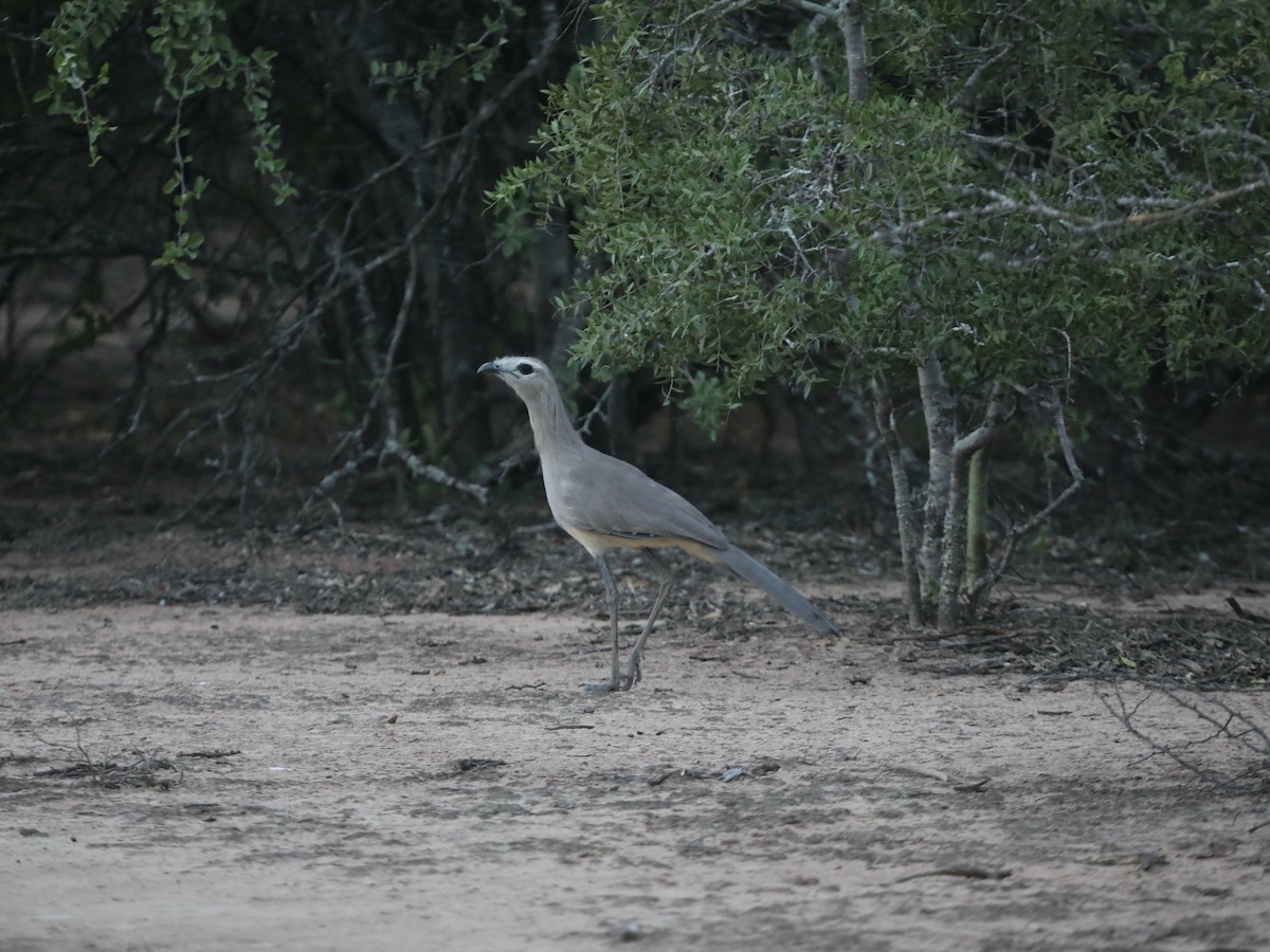 Cariama de Burmeister - ML620036208