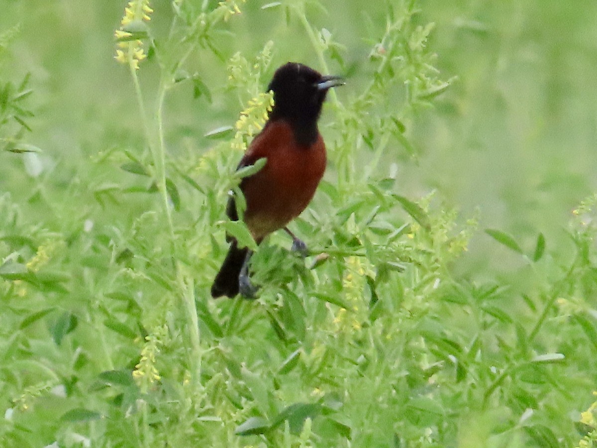 Orchard Oriole - ML620036209