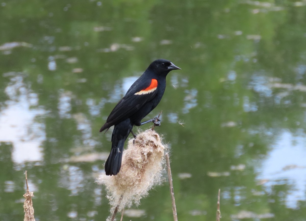 Red-winged Blackbird (Red-winged) - ML620036269