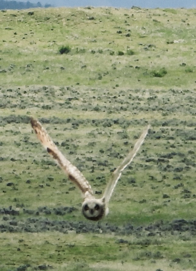 Short-eared Owl - ML620036279